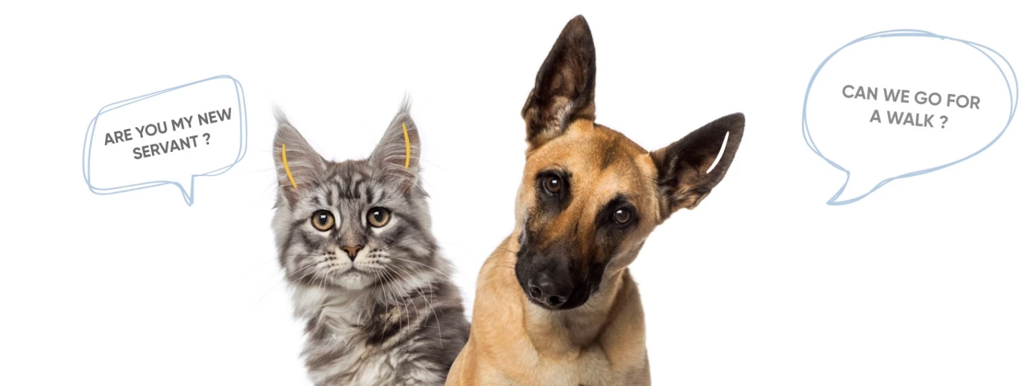 Pets Sales Store -Pets Sales Store Dingtalk 20220820110140