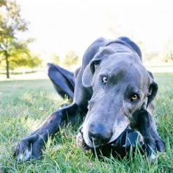 Kong Extreme Chew Toy, 2X-Large, UKK -Pets Sales Store sftp a s assets20191204000000206