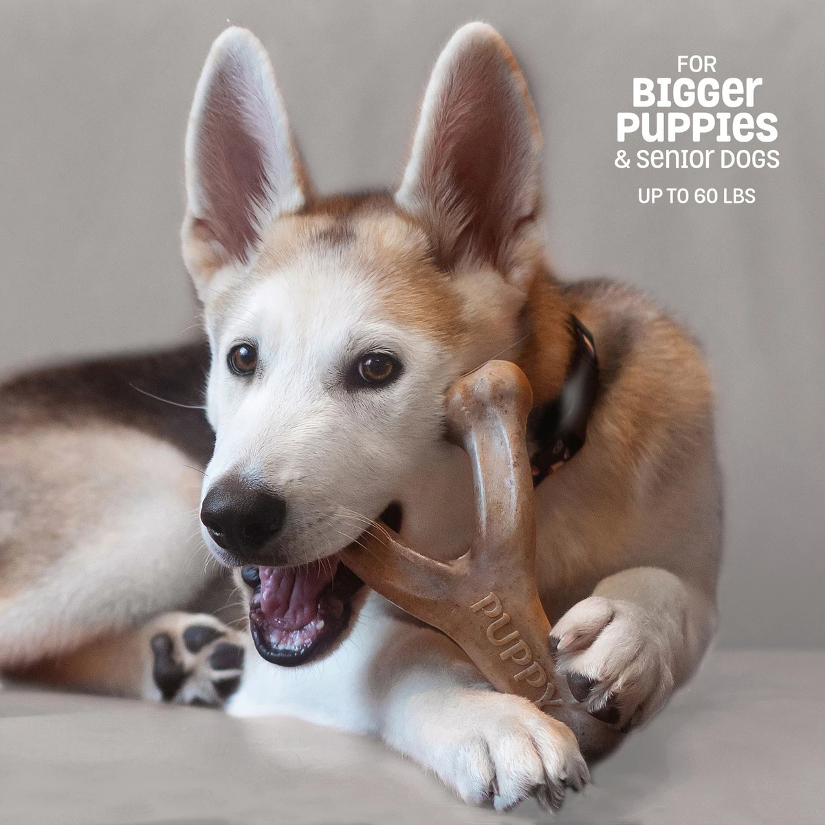 Benebone Puppy Wishbone Bacon Medium, 809600 2 Benebone Puppy Wishbone Bacon Medium, 809600 - Image 2